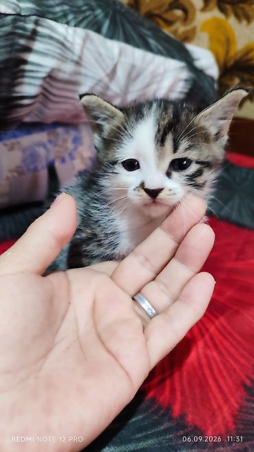 кошка домашный: Котята 1,5 месяца, домашние — 3