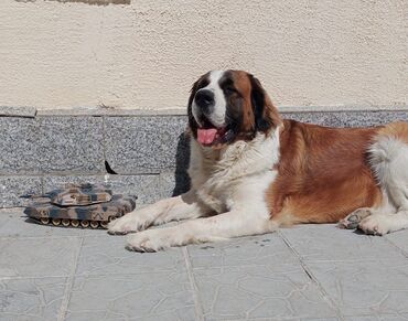 Вязка собак: Вязка: Самец, 2 года, С прививкой, С родословной — 9