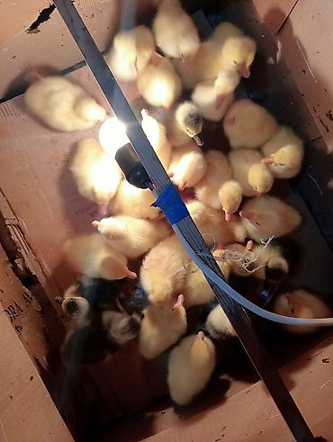 ayi sekilleri: Qaz balaları – yeni çıxmış sarı tüklü ördək-qaz balaları satılır — 1