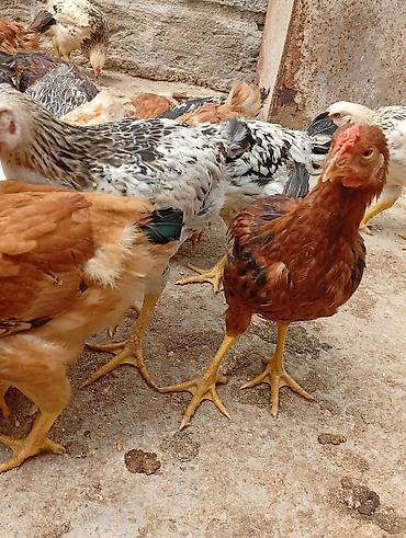bulbul quşu satışı: Sağlam və baxımlı cücələr satılır . 2 aylıqdır. Kənd şəraitində — 3