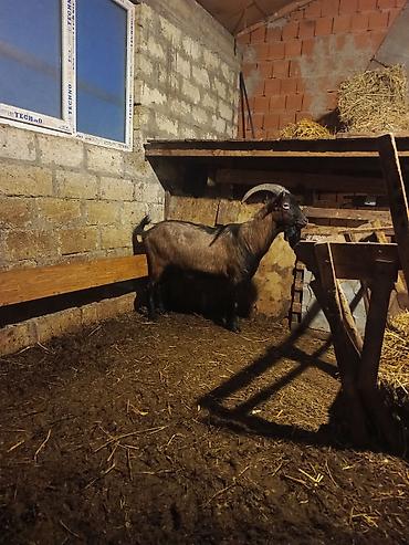 südlük keçi: Boğaz keçi – məhsuldar yerli cins - Cins: yerli məişət keçisi, uzun — 5