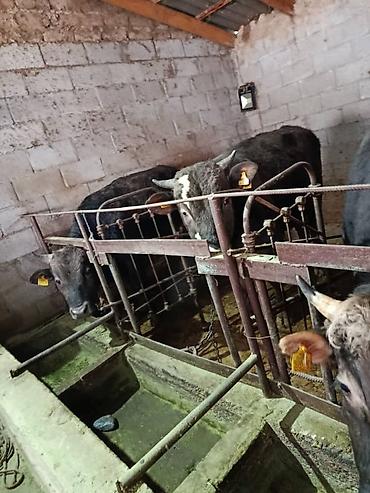 Коровы, быки: Продаю | Бык (самец) | На откорм | Привязанные — 5