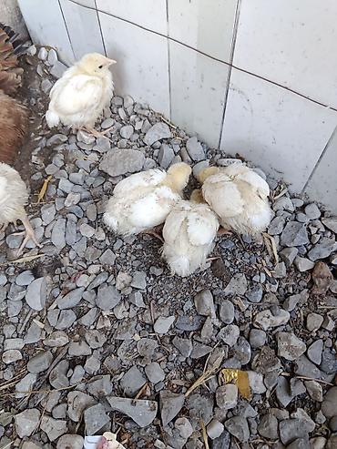 qus iran: Toyuq cücələri, Damazlıq — 4