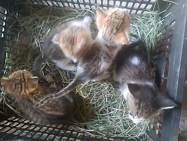 коты бишкек: Котята, домашние, короткошёрстные, окрасы: тигровый (табби) — 1