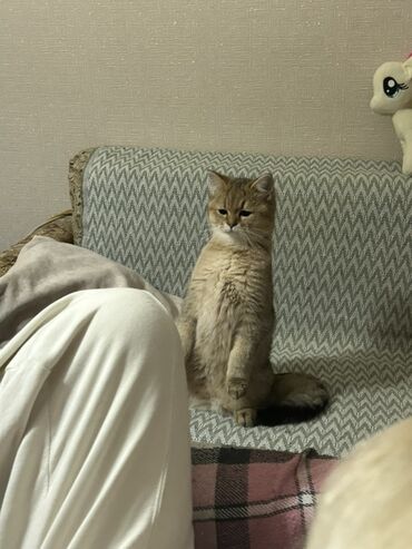 ucuz bala pişiklər: Qızıl şinşilla, Dişi