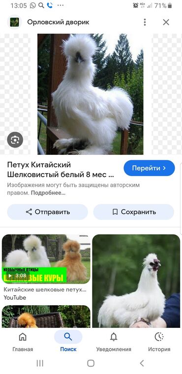 сатам алмашам: Куплю петуха этой (китайский шёлковый)породы lalafo.kg да сатам алмашам: Куплю петуха этой (китайский шёлковый)породы