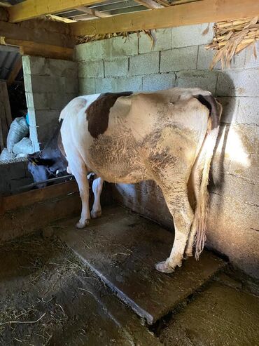 Коровы, быки: Продаю | Корова (самка) | Полукровка, Голштин | Для молока | Стельные