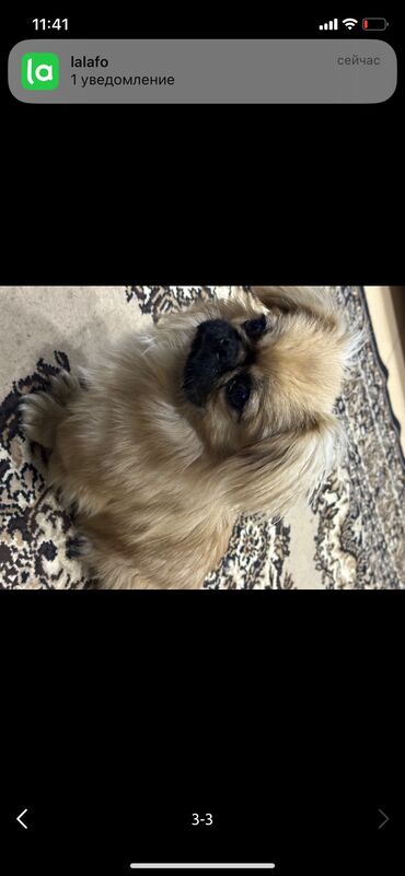 İtlər: Pekines, 8 ay, Erkek, Peyvəndli, Ünvandan götürmə