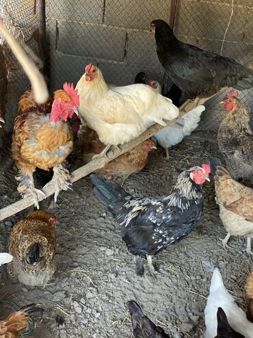 живая курица: Продаю молодых домашних кур 10 месяцев несутся