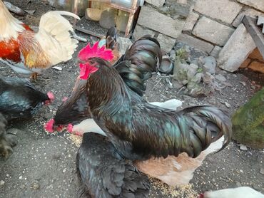 домик для большой собаки: Məhsul: australorp xoruzlar 8 ayliq Təsvir: - Cins tipi: Qara