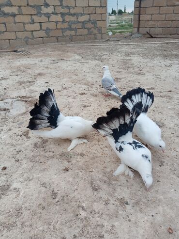 İtlər: Pavilinlər cütdü birdənədə balası birdənədə hünkari 4 bir yerdə 65