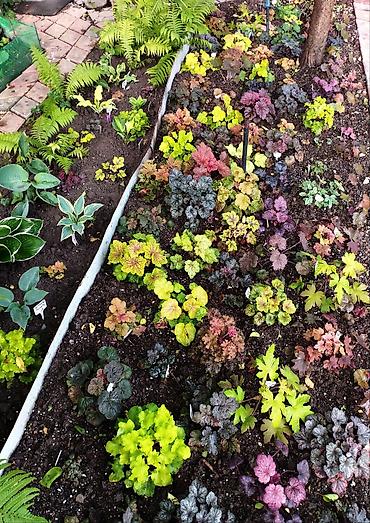 Другие садовые цветы и кустарники: Продаю гейхеру. В коллекции более 80 сортов. Звоните по тел. Вацап — 20