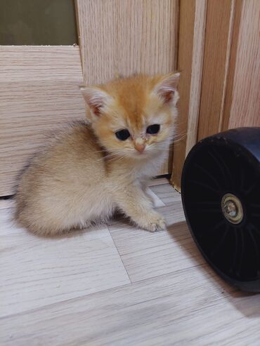 Pişiklər: Qızıl şinşilla, Erkək, Dişi, Ünvandan götürmə — 6