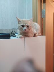 cütleşdirme: Erkək lalafo.az -da cütleşdirme: Erkək