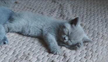 Pişiklər: Şotland, Erkək, Ünvandan götürmə — 5