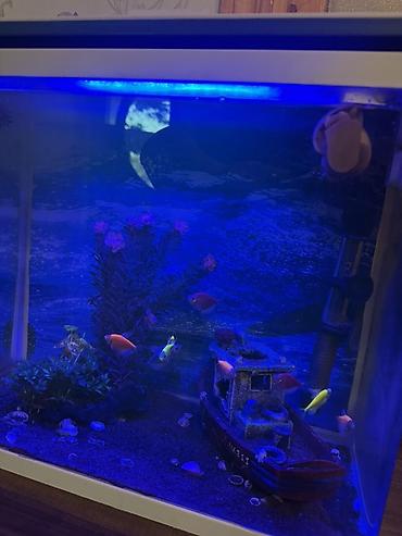 Akvariumlar: Dördbucaq akvarium, Balıqlarla birlikdə, 40 l, Ünvandan götürmə, Pulsuz çatdırılma — 2