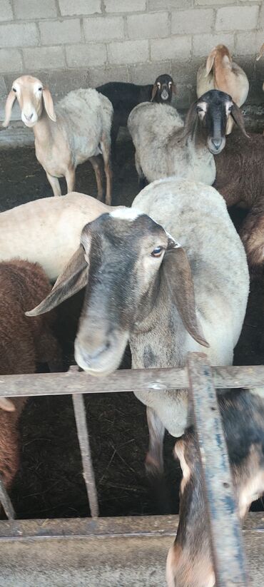 кармашка для овец: Продаю | Овца (самка), Ягненок | Арашан | Для разведения | Матка, Ярка