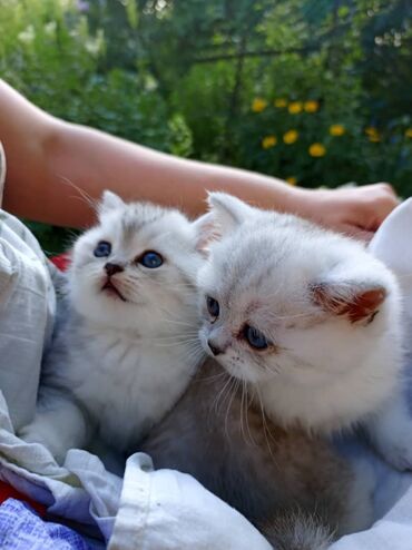 серые котята: Продаются шотландские котята в окрасе серебристая шиншилла. Очень