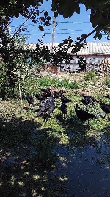 живой корм: Продаю | Индюк (самец) | На забой — 4