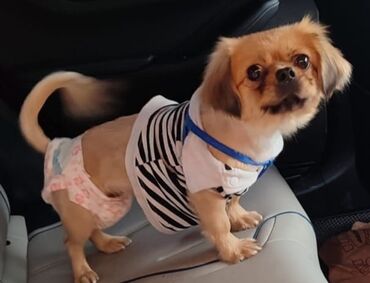 bakida it barinagi: Пекинес, 1 год, Самка, С прививками, Самовывоз