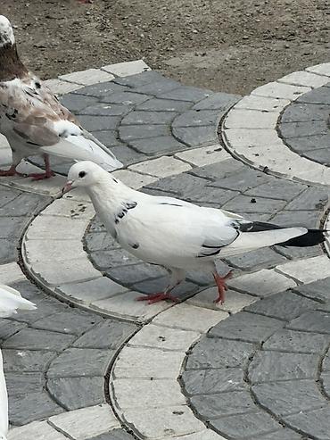 goyərcin yuvaları: Məhsul: Göyərçinlər (şəkillərdəki müxtəlif rəng və naxışlarda) — 5