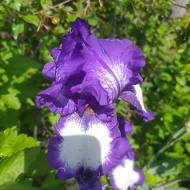 Другие товары для дома и сада: Ирисы 100сом — 5