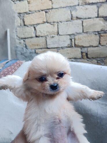 кошку в добрые руки: Пекинес, 1 месяц, Самец, С прививками, Платная доставка