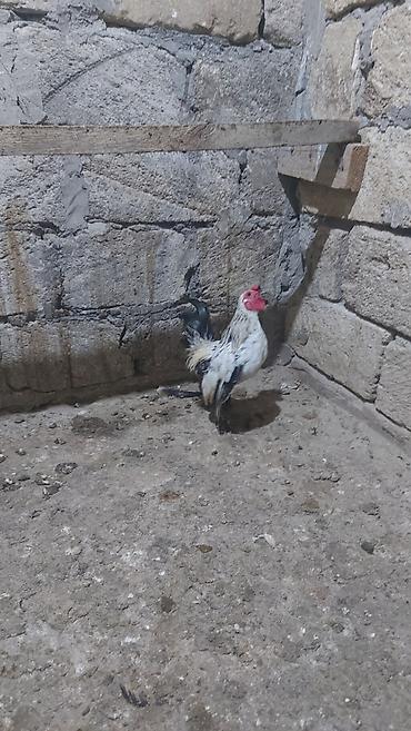 çolpa: Salam yaponka xoruzları satılır akdiv xoruzlardı 4 ədəd xoruzdu — 5