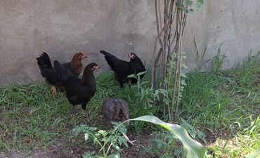 balaca cuce: Куриные цыплята, Для разведения, Самовывоз, Платная доставка
