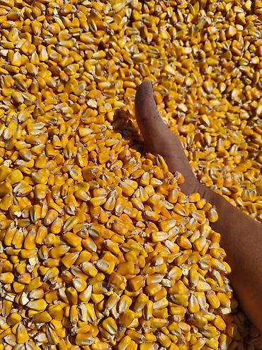 фрукты в корзине: Кукуруза Жугору Мака Corn 🌽 🌽🌽🌽🌽🌽🌽🌽🌽🌽🌽 Мешковый и Росыпь Оптом и — 1