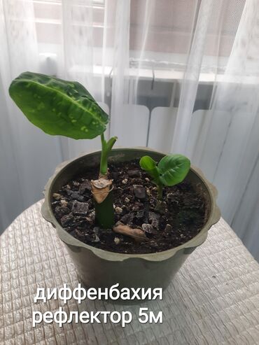 Otaq bitkiləri: Otaq bitkiləri kolleksiyası 1) Papоротnik – 20 m - Sərfəli otaq — 26