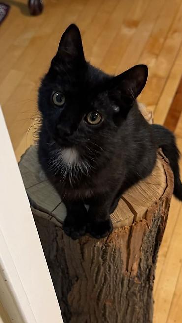 Кошки: 🐱❤️ Малыши в поисках дома! Посмотрите на эти мордашки — каждому из них — 3