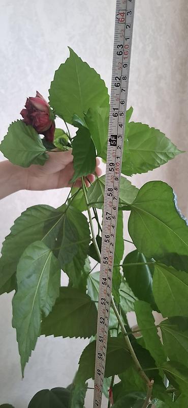 hilba bitkisi nedir: Hibiskus (Çin qızılgülü), torfa əkilib - Hündürlüyü təxminən 120–150 — 9