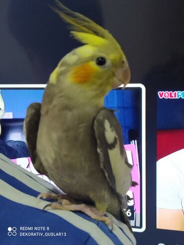 Tutuquşları: SALAM ENDİRİMLƏRƏ DAVAM. 💥🔥.HAZIR DANIŞAN QUŞLAR SATILIR!!!!!! Yaş — 5