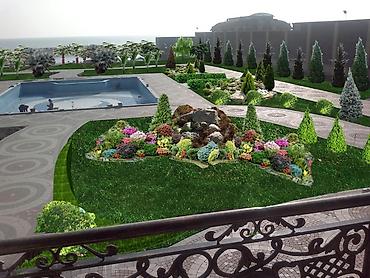 Toxumlar: Qazon yüksək keyfiyyət münasib qiymətə enni yarpaq danimarka toxumu — 11