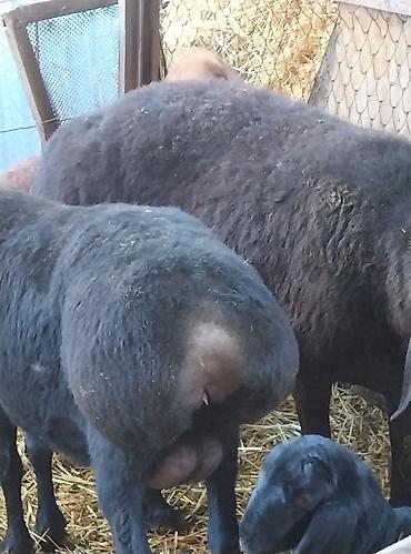 Баран, овца: Продаю | Овца (самка) | Для разведения | Племенные — 12