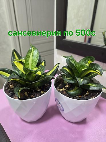 алоказия: Алоказия (Alocasia ‘Polly’) в декоративном белом кашпо - Эффектные — 4