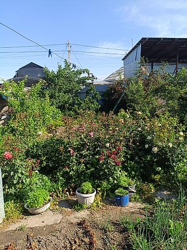 Продажа коттеджей и домов: Продается 3ком дом,ул Рахмонова д.106,5 соток земли имеется "Красная at lalafo.kg — 6 Продажа коттеджей и домов: Продается 3ком дом,ул Рахмонова д.106,5 соток земли имеется "Красная — 6