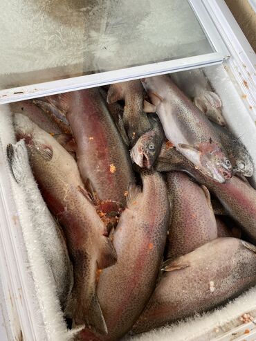 Мясо, рыба, птица: Продаю рыба форель замороженная 270