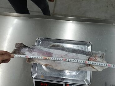 замороженная рыба: Продается рыба, форель, замороженная, покрашенная, без головы