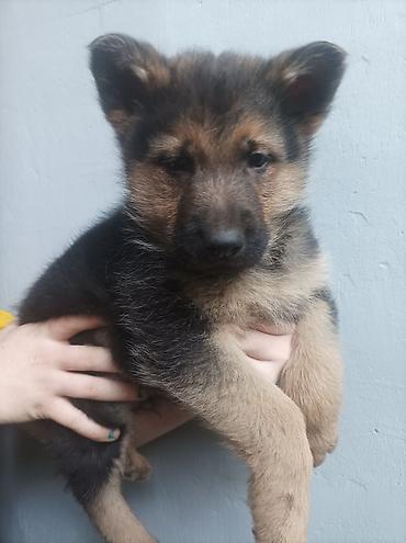 Продажа собак: Щенки немецкой овчарки 01.01.26 мальчик и девочка - Порода: немецкая — 3