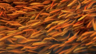 рыба балык: Фарель, янтарная фарель больше 1 грамма до 2.3 около 80 тысяч