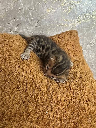 bengal pişik: Benqal, Erkək, Dişi, Yaxşı əllərə, Pulsuz çatdırılma, Ünvandan götürmə, Rayonlara çatdırılma — 2