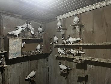 Птицы: Голуби летные играющие. Парода: бакинцы, иранцы, пакистанцы — 17