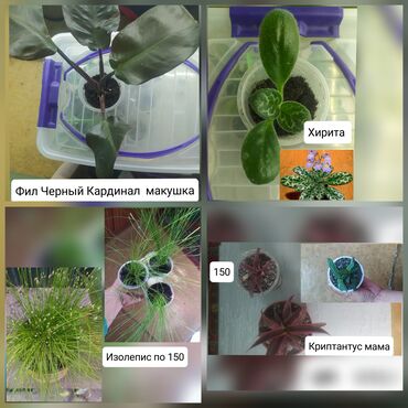 садовый дом: Продаю