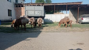 продам ягнят романовской породы: Продаю | Баран (самец) | Арашан | Для разведения | Осеменитель