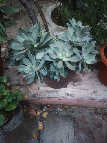 çia toxumu nədir: Satılır: Daxili və balkon üçün dekorativ saksı bitkiləri - Echeveria at lalafo.az çia toxumu nədir: Satılır: Daxili və balkon üçün dekorativ saksı bitkiləri - Echeveria