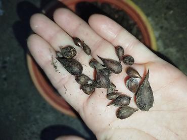 Уличные растения: Sarı oxalis (Oxalis pes-caprae) soğanaqları. Parlaq sarı çiçəkləri və — 2