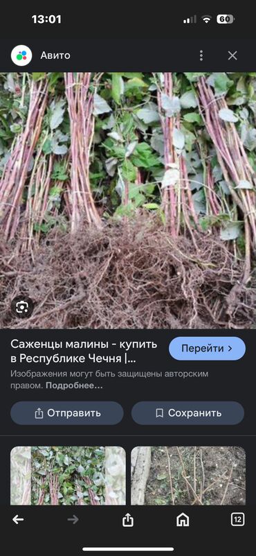 саженцы груш: Саженцы : Малина