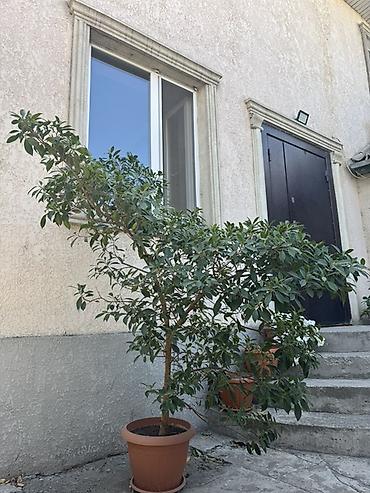 комнатные растения бишкек инстаграм: 🌿 Фикус Микрокарпа, 10 лет 🥰 Высота - 1,70 м. Красивое взрослое — 1